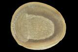 Fossil Jellyfish (Essexella) Pos/Neg - Illinois #120712-3